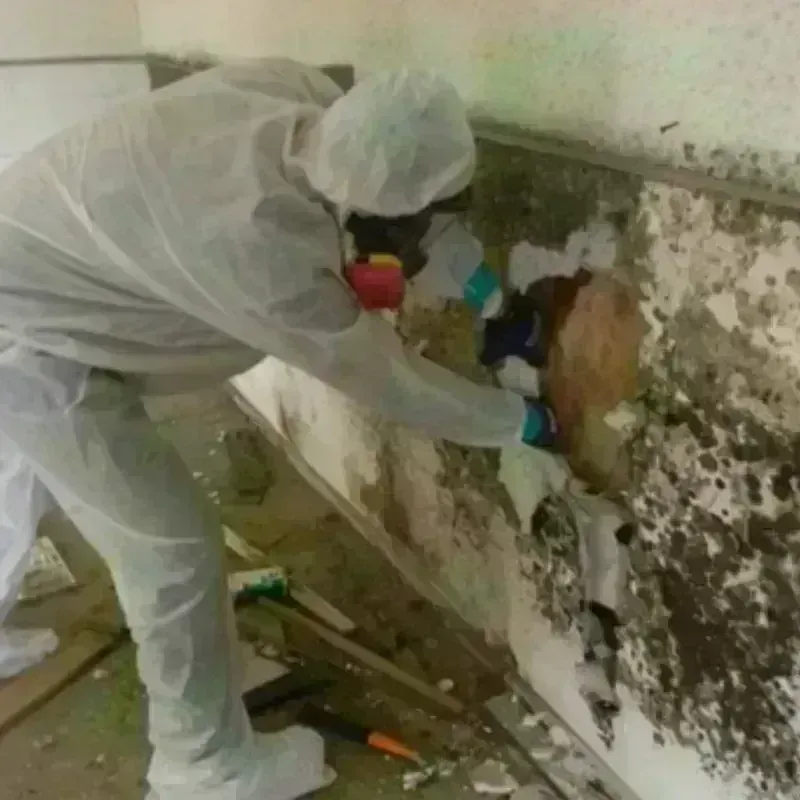 Mold Remediation and Removal in Bloomfield, NM